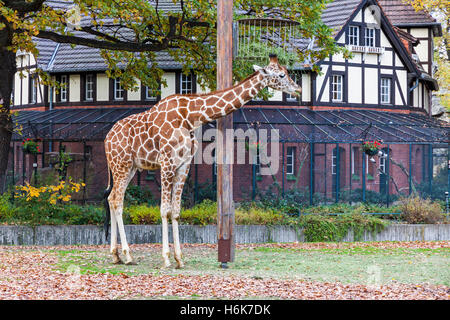 Giraffe réticulée (Giraffa reticulata), également connu sous le nom de la girafe, promenades à l'extérieur de la volière du Zoo de Berlin Banque D'Images