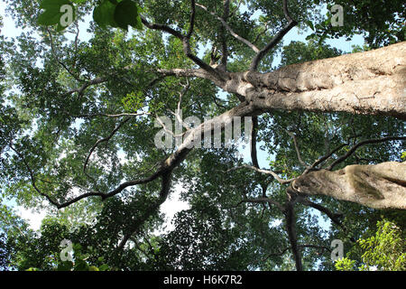 Vue d'en dessous sur les arbres lors d'une journée ensoleillée à la réserve naturelle de Singapour Banque D'Images