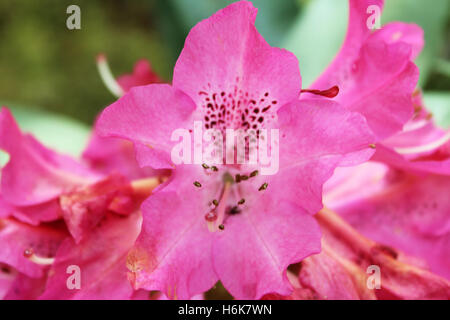 Splendeur pourpre Azalea à Kyoto, Japon Banque D'Images