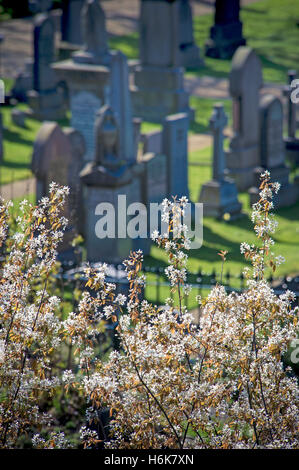 Cimetière près de Stirling Castle, Scotland Banque D'Images