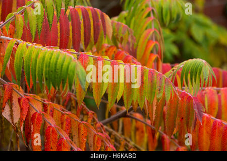 Un arbre qui grandit de sumac dans un jardin à Redditch, Worcestershire, donne une touche de couleur d'automne Banque D'Images