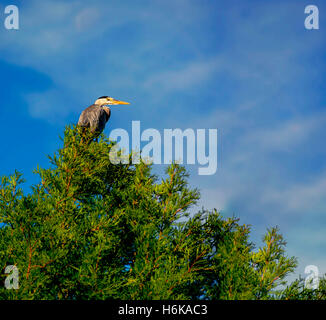 Assis sur l'arbre Heron Banque D'Images