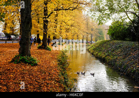 Arundel Sussex UK 30 octobre 2016 - une avenue d'arbres montrant de belles couleurs d'automne à Arundel comme le temps exceptionnellement doux se poursuit dans le sud de Bretagne Crédit : Simon Dack/Alamy Live News Banque D'Images