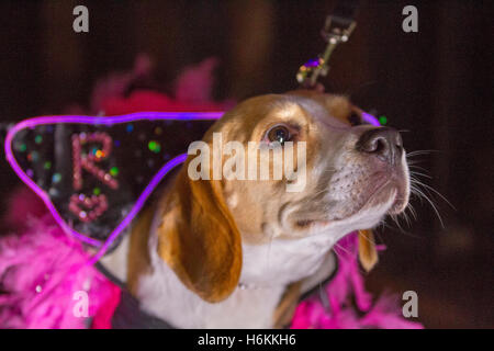 Chiens d'animaux portant des lumières à DEL, des lumières lumineuses et lumineuses à Blackpool, dans le Lancashire, au Royaume-Uni, choyés au LumiDogs LightPool Festival.LumiDogs a été mis en scène pour la première fois en 2014 et a été de retour par la demande pup'ular pour 2016.Les chiens et leurs propriétaires apparaissaient dans des costumes, des matériaux et des lumières, les chiens habillés se présentant comme une licorne, une ballerine, une danseuse de salle de bal, un cow-boy ou un avion.Pomeranian, Shih Tzu, Chihuahua, Terriers et Cockapoos ont des LED alors que ces étoiles canines illuminaient la place St Johns. Banque D'Images