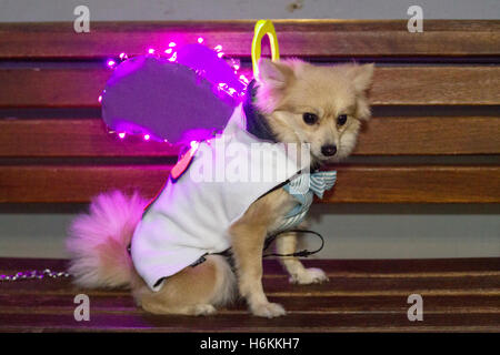 Chiens d'animaux portant des lumières à DEL, des lumières lumineuses et lumineuses à Blackpool, dans le Lancashire, au Royaume-Uni, choyés au LumiDogs LightPool Festival.LumiDogs a été mis en scène pour la première fois en 2014 et a été de retour par la demande pup'ular pour 2016.Les chiens et leurs propriétaires apparaissaient dans des costumes, des matériaux et des lumières, les chiens habillés se présentant comme une licorne, une ballerine, une danseuse de salle de bal, un cow-boy ou un avion.Pomeranian, Shih Tzu, Chihuahua, Terriers et Cockapoos ont des LED alors que ces étoiles canines illuminaient la place St Johns. Banque D'Images