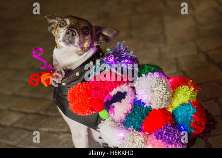 Chiens d'animaux portant des lumières à DEL, des lumières lumineuses et lumineuses à Blackpool, dans le Lancashire, au Royaume-Uni, choyés au LumiDogs LightPool Festival.LumiDogs a été mis en scène pour la première fois en 2014 et a été de retour par la demande pup'ular pour 2016.Les chiens et leurs propriétaires apparaissaient dans des costumes, des matériaux et des lumières, les chiens habillés se présentant comme une licorne, une ballerine, une danseuse de salle de bal, un cow-boy ou un avion.Pomeranian, Shih Tzu, Chihuahua, Terriers et Cockapoos ont des LED alors que ces étoiles canines illuminaient la place St Johns. Banque D'Images