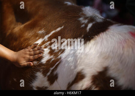 Katmandou, Népal. 31 octobre, 2016. Mains d'une femme népalaise sont représentés comme elle offre le culte à une vache pendant Diwali festival Tihar ou connue sous le nom de Fête des lumières à la place Durbar de Hanuman Dhoka, Katmandou, Népal le lundi, 31 octobre, 2016. © Skanda Gautam/ZUMA/Alamy Fil Live News Banque D'Images