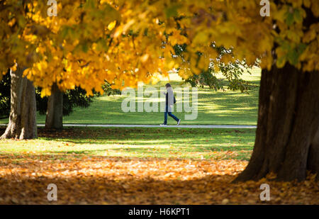 Stuttgart, Allemagne. 31 octobre, 2016. Une femme va faire une promenade dans le soleil à travers le Mittlerer du parc Schlossgarten à Stuttgart, Allemagne, 31 octobre 2016. Photo : SILAS STEIN/dpa/Alamy Live News Banque D'Images