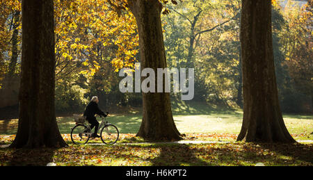 Stuttgart, Allemagne. 31 octobre, 2016. Un cycliste vélos dans le soleil à travers le Mittlerer du parc Schlossgarten à Stuttgart, Allemagne, 31 octobre 2016. Photo : SILAS STEIN/dpa/Alamy Live News Banque D'Images