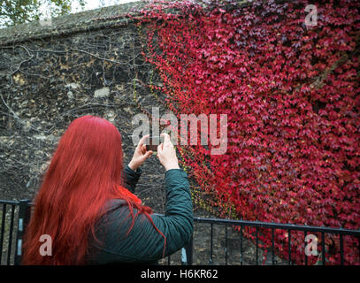 Une femme à la tête rouge prend des photos de l'automne couleurs rouge intense de lierre Japonais ou Boston ivy (du Parthenocissus tricuspidata) vu sur les murs dans le centre de Londres, au Royaume-Uni. Banque D'Images