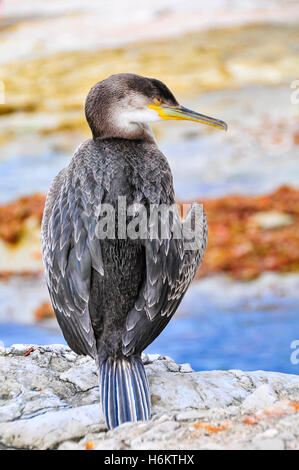 Un cormoran (Phalacrocorax carbo) reposant sur la jetée dans un petit village méditerranéen Banque D'Images