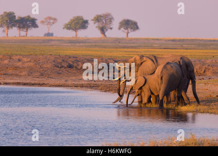 Groupe d'éléphants d'eau potable de la rivière Chobe au coucher du soleil. Safari de faune et croisière en bateau dans le Parc National de Chobe Banque D'Images