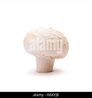 Champignon isolé sur blanc Banque D'Images