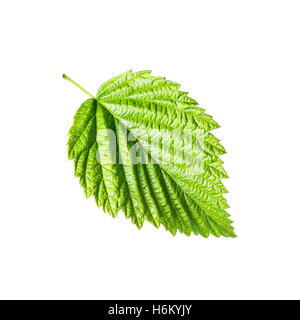 Feuille de framboise isolated on White Banque D'Images