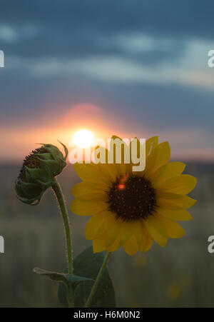 Gros plan d'une prairie rétroéclairé et tournesol Bud avec un champ coloré et le lever du soleil dans l'arrière-plan Banque D'Images