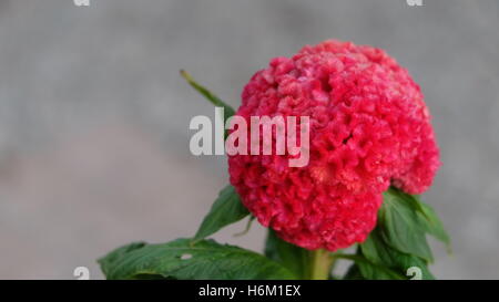 La célosie rouge vif ronde simple Cockcomb en fleurs fleurs Banque D'Images