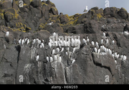 Guillemot sur côté falaise Banque D'Images