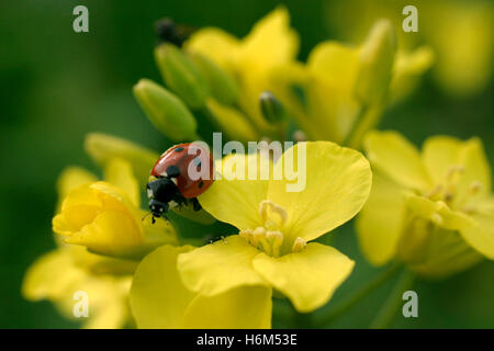 Coccinelle sur les fleurs Banque D'Images