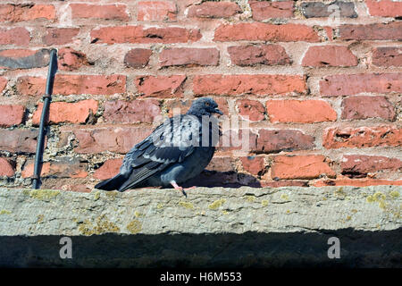 Pigeon sur mur Banque D'Images