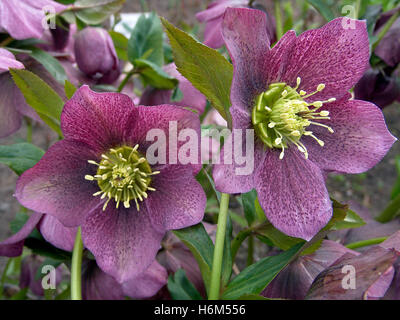 plantes fleurs Banque D'Images