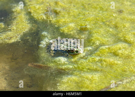 Portrait de la rivière grenouille qui est assis dans l'eau avec Bright green pond scum en plein soleil. Banque D'Images
