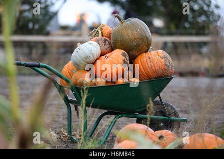 Citrouilles dans une brouette dans une ferme de Pontefract, West Yorkshire. Banque D'Images