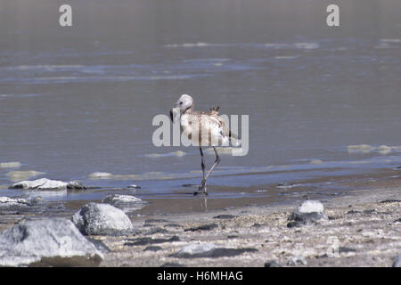 Deux jeunes flamands des Andes (Phoenicoparrus andinus) Banque D'Images