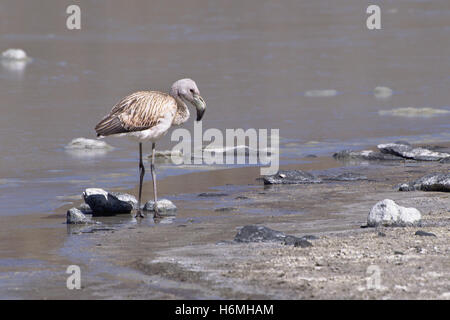 Flamant des Andes pour mineurs (Phoenicoparrus andinus) Banque D'Images