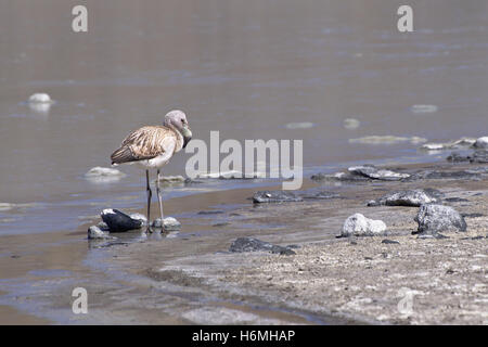 Flamant des Andes pour mineurs (Phoenicoparrus andinus) Banque D'Images