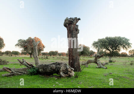 Vieux Chêne vert rompu par une tempête dans la glassland d'Extremadura Banque D'Images