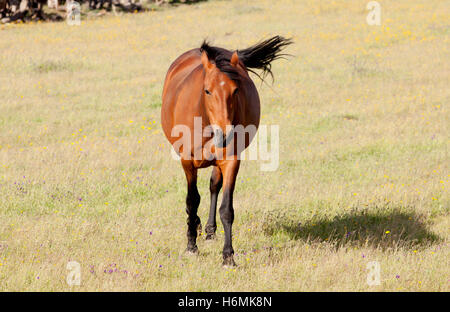 Brown horse dans la prairie avec de l'herbe sèche dans l'été Banque D'Images