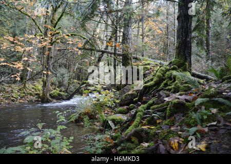 Arbres décidus et conifères et leurs racines à côté d'un ruisseau dans une forêt tropicale tempérée côtière des montagnes côtières de la Colombie-Britannique, Canada Banque D'Images