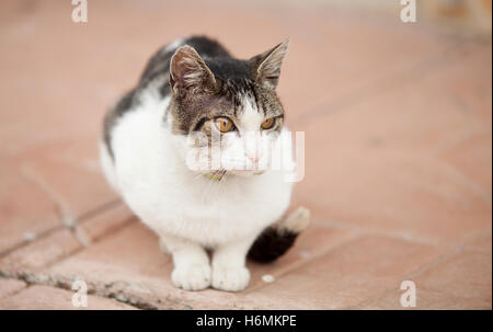 Lonely Stray Cat blanc avec des taches gris Banque D'Images