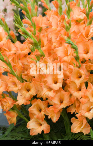 Peach Gladioli afficher Banque D'Images