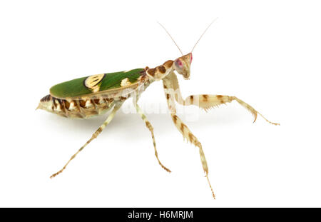 Fleur femelle Creobroter gemmatus - mantis, isolated on white Banque D'Images