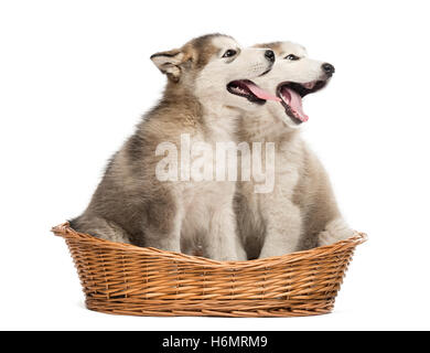 Malamute d'Alaska chiots bouche ouverte assis dans un panier isolated on white Banque D'Images