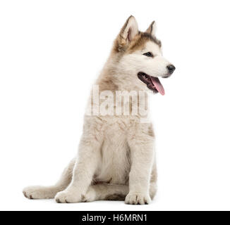 Malamute d'Alaska chiots assis et haletant isolated on white Banque D'Images