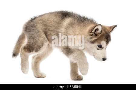 Chiot Malamute walking isolated on white Banque D'Images