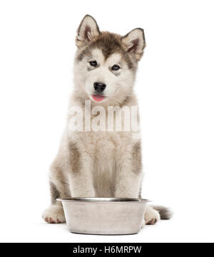 Chiot Malamute d'assise avec un bol isolated on white Banque D'Images