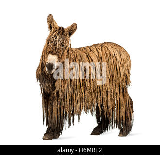 Le Baudet du Poitou avec un manteau rasta isolated on white Banque D'Images