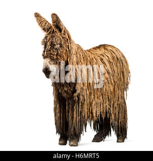 Le Baudet du Poitou avec un manteau rasta isolated on white Banque D'Images