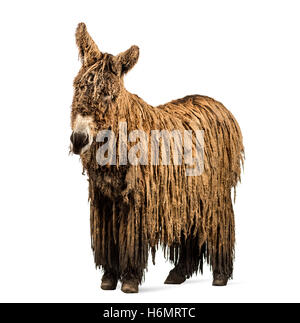 Le Baudet du Poitou avec un manteau rasta isolated on white Banque D'Images