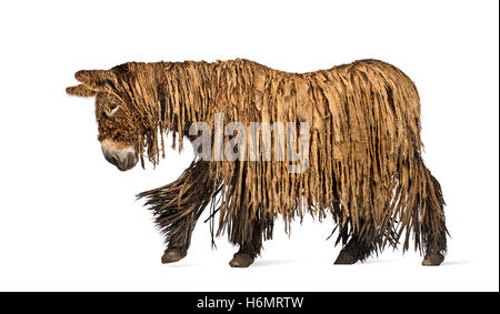 Vue latérale d'un Baudet du Poitou avec un manteau rasta walking isolated on white Banque D'Images