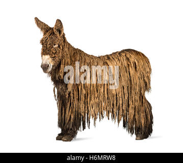 Vue latérale d'un Baudet du Poitou avec un manteau rasta isolated on white Banque D'Images