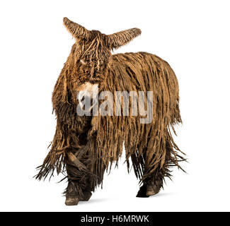 Le Baudet du Poitou avec un manteau rasta walking isolated on white Banque D'Images