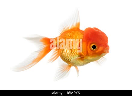 Vue latérale d'une tête de lion goldfish swimming isolated on white Banque D'Images