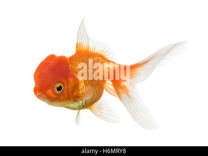 Vue latérale d'une tête de lion goldfish swimming isolated on white Banque D'Images