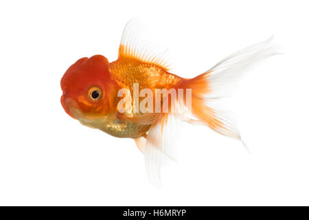 Vue latérale d'une tête de lion goldfish swimming isolated on white Banque D'Images