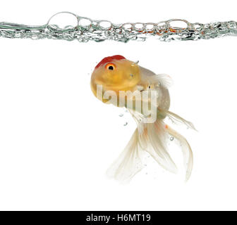 Tête de Lion goldfish swimming isolated on white Banque D'Images