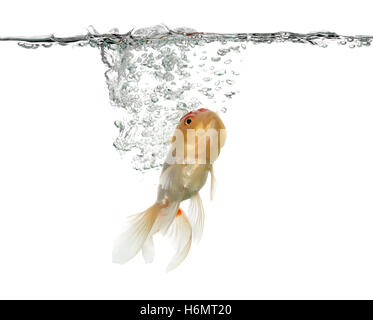 Tête de Lion goldfish swimming isolated on white Banque D'Images